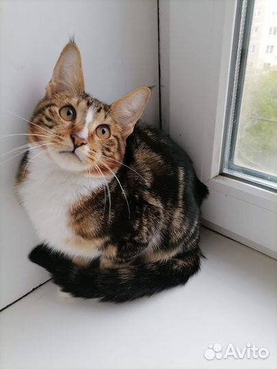 Котик метис