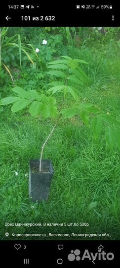 Манчжурский орех