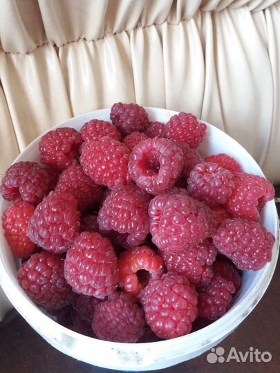 Саженцы малины victoria