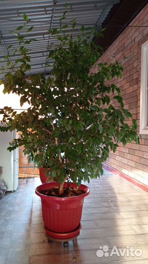 Фикус, пальма