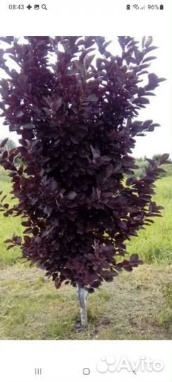 Саженцы декоративных культур