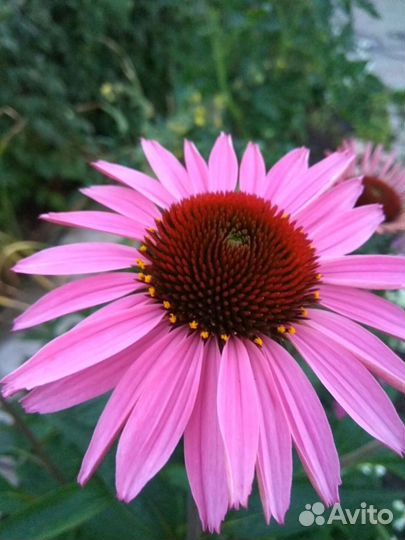 Эхинацея