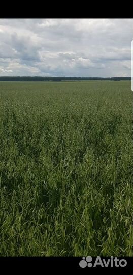 Семена яровых культур
