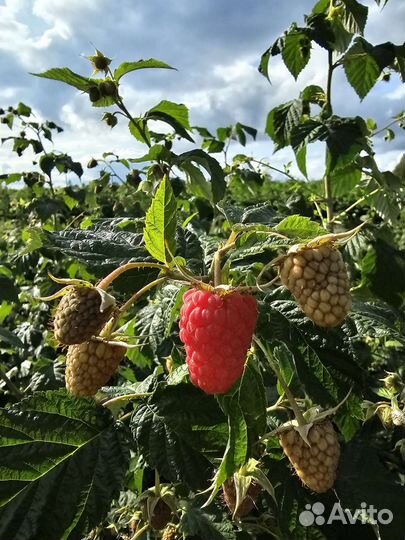 Саженцы малины