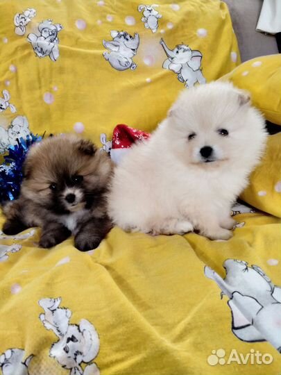 Щенки померанского шпица