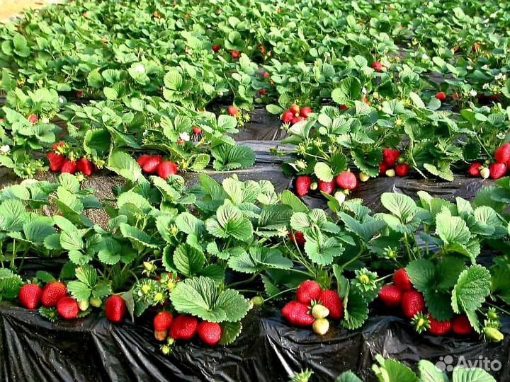 Продам саженцы земляники садовой Чамора Туруси