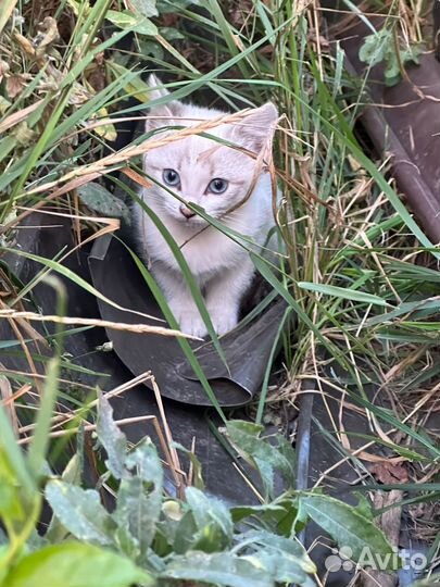 Котята