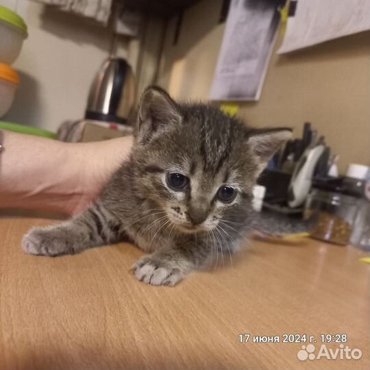 Отдам в добрые руки маленькую кошечку