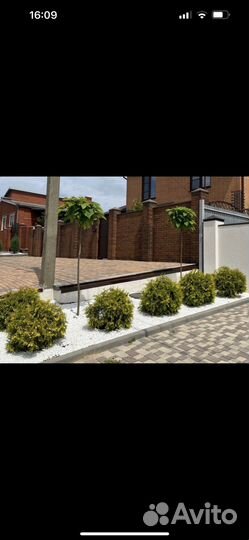 Катальпа шаровидная на штамбе