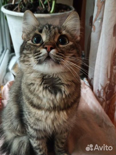 Кошка Стеша
