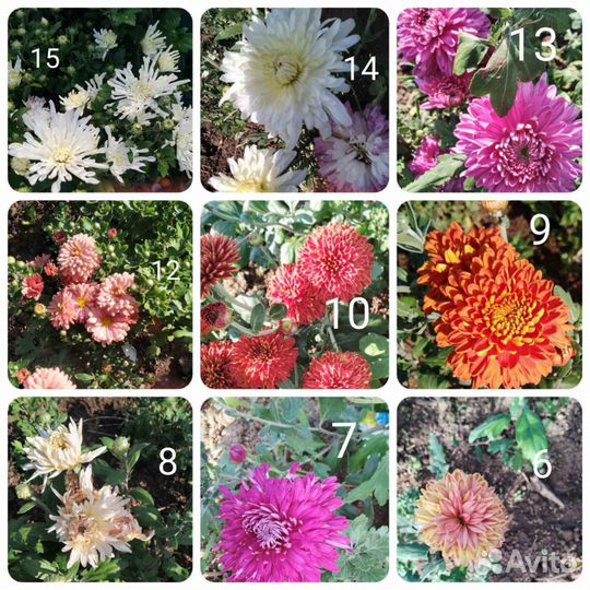 Хризантемы