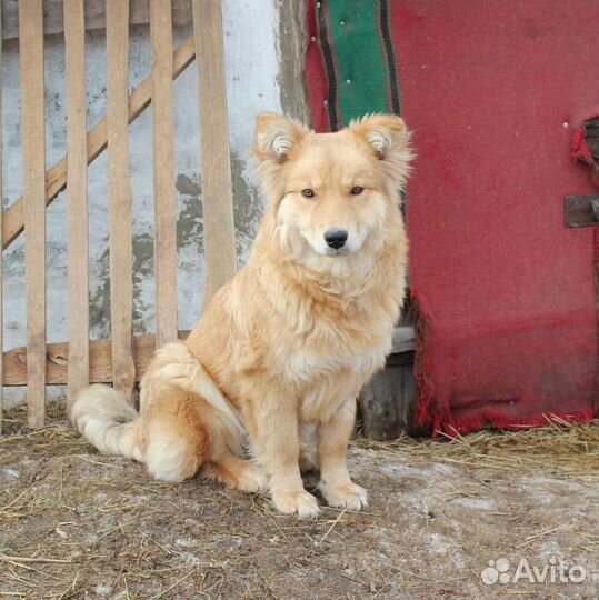 Мальчик коротколапик ищет дом