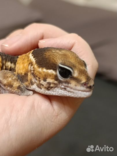 Гемитеконикс эублефар