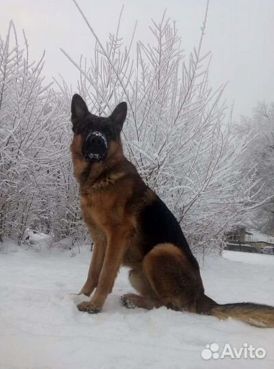 Немецкая овчарка вязка