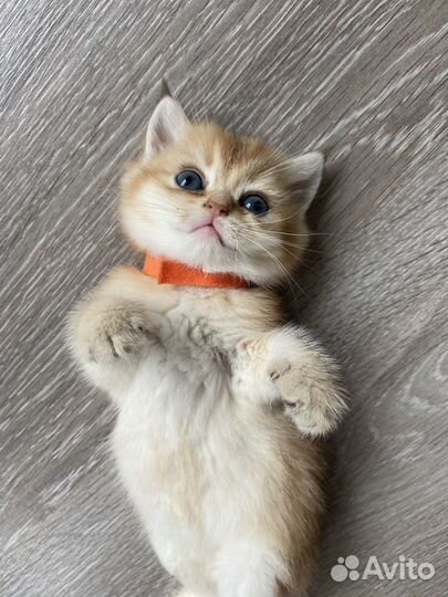 Бронь британские золотые котята