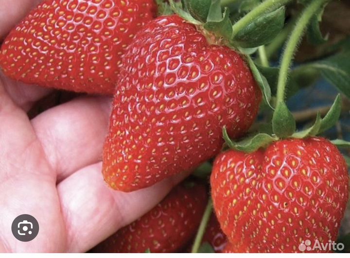 Батат, клубника, персик, свекла