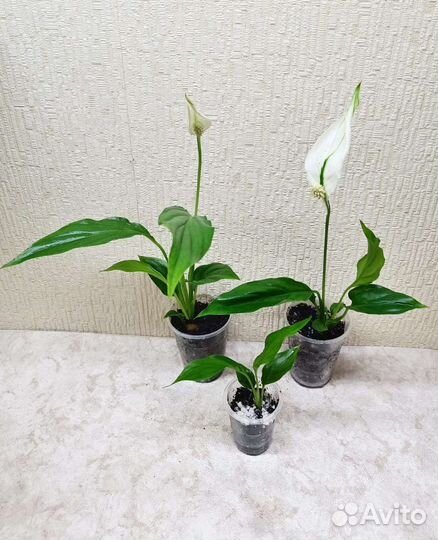 Спатифиллум