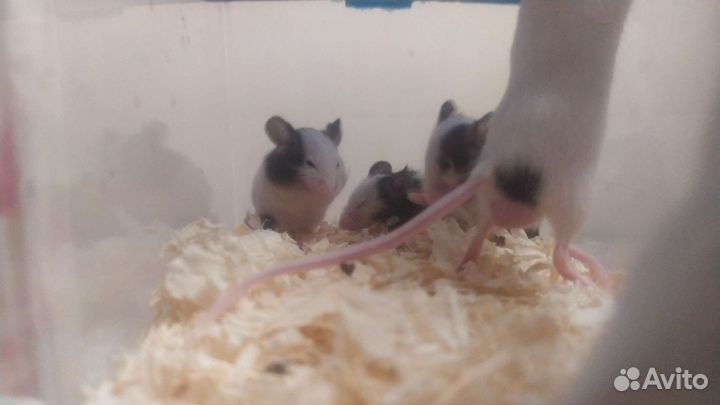 Японская мышь