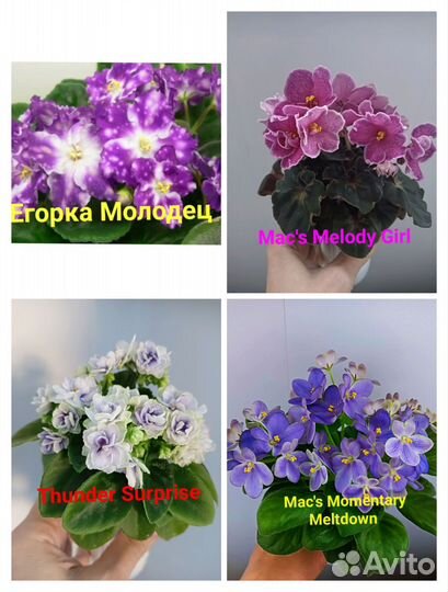 Детки сортовых фиалок