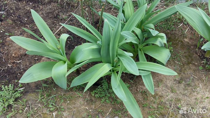 Бруннера сибирская - Brunnera sibirica Stev. (1851