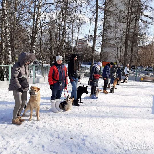 Дрессировка собак в Москве