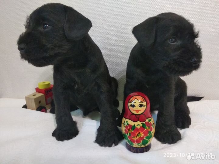 Цвергшнауцер щенки