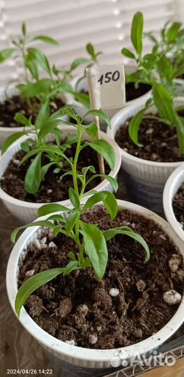 Алиссум вегетативный, вербена гибридная