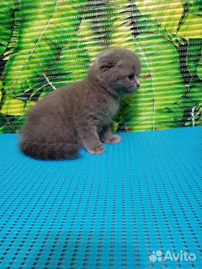 Шотландские котята