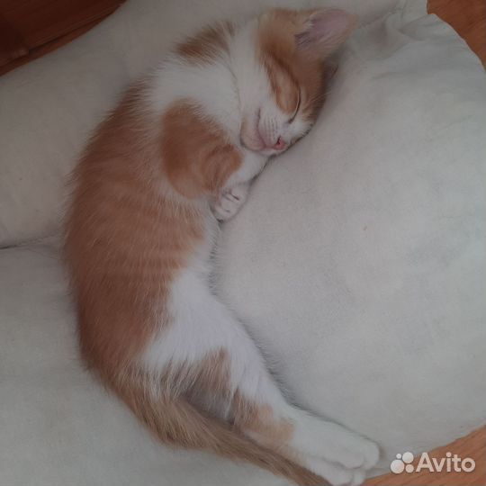 Коты в добрые руки за 10руб