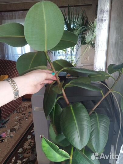 Фикус отросток или целое растение, Юкка