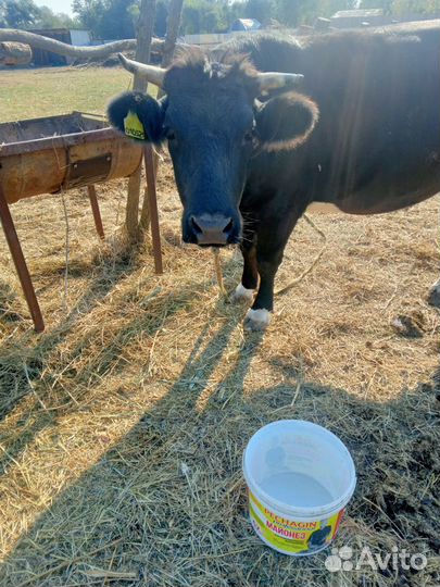 Коровы высокоудойные