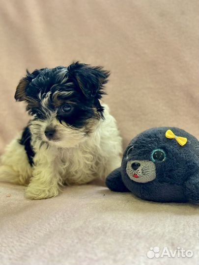 Щенки бивер йорка