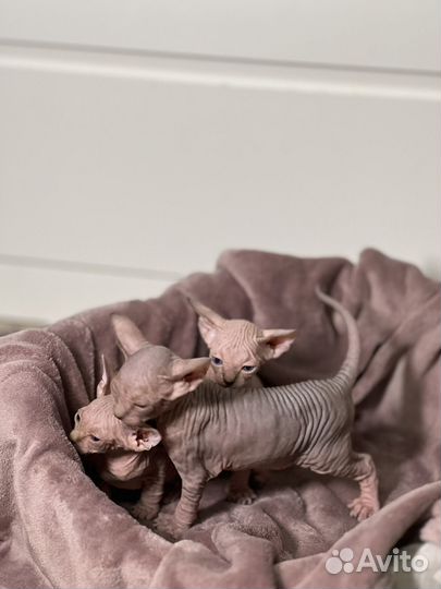 Котята сфинкс