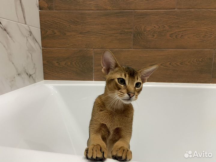 Абиссинский котёнок