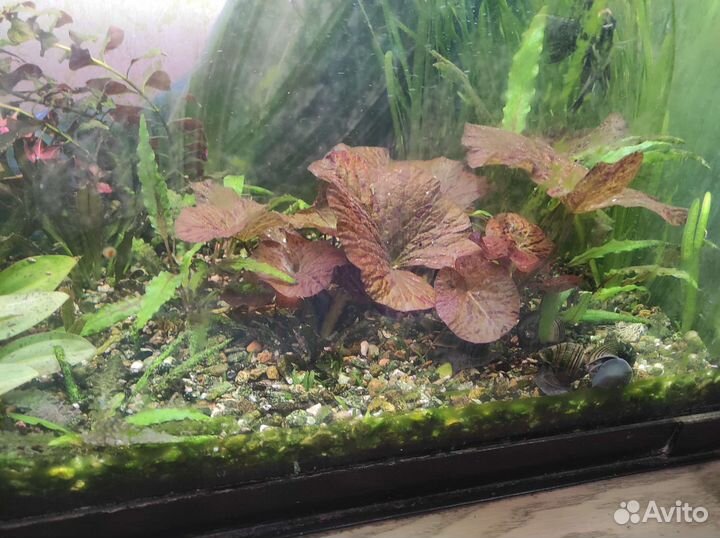 Аквариумные растения