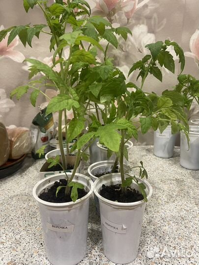 Рассада томатов