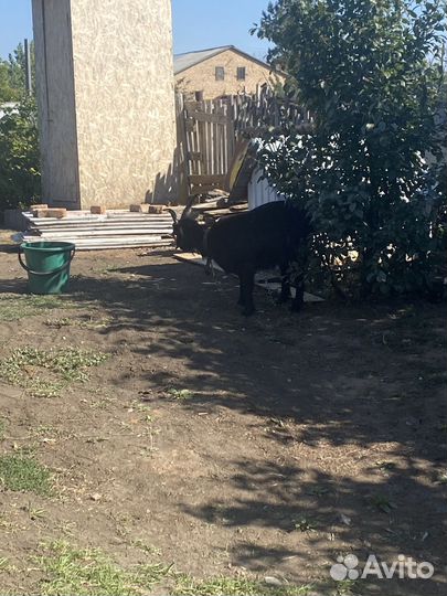 Продам козу