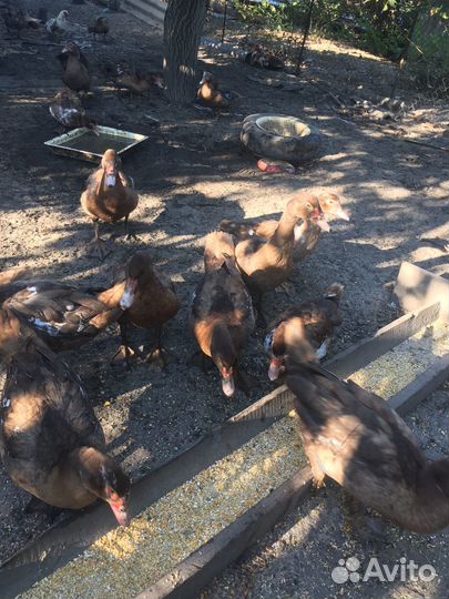 Мускусные утки тяжелые линии