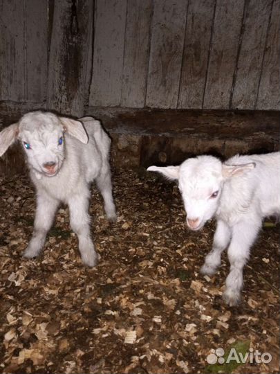 Козел на случку