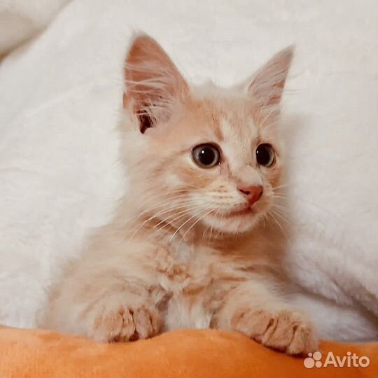 Рыжий копсавчик