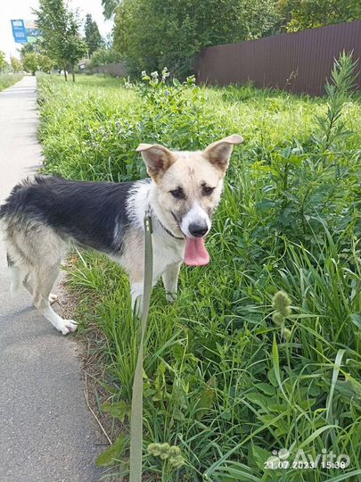 Собака в добрые руки