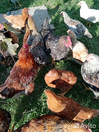 Петухи молодые