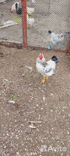 Молодые петухи