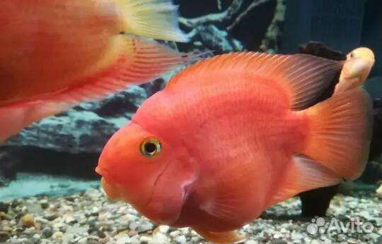 Рыба Попугай 15 см 1 шт и18 см 1 шт 29 см 1 шт