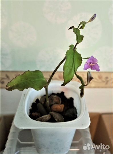 Растения разные-1