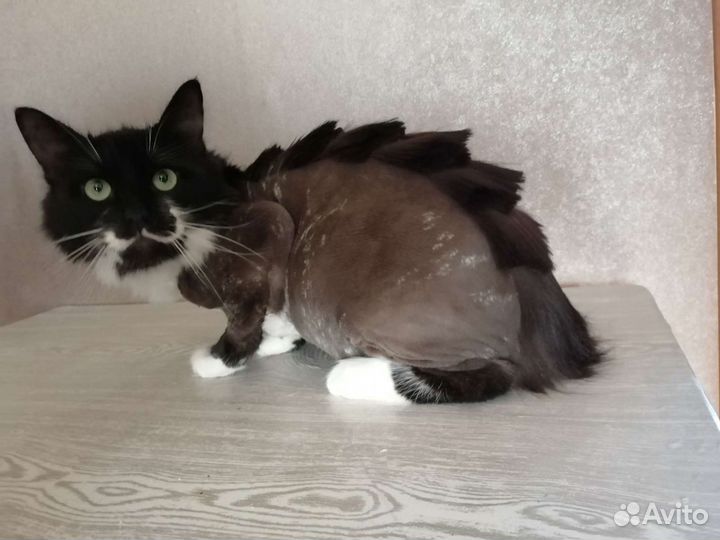 Стрижка собак и кошек