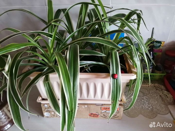 Хлорофитум