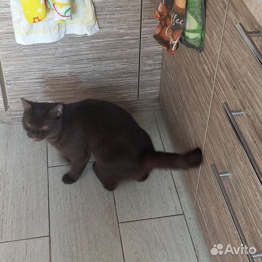 Британский кот