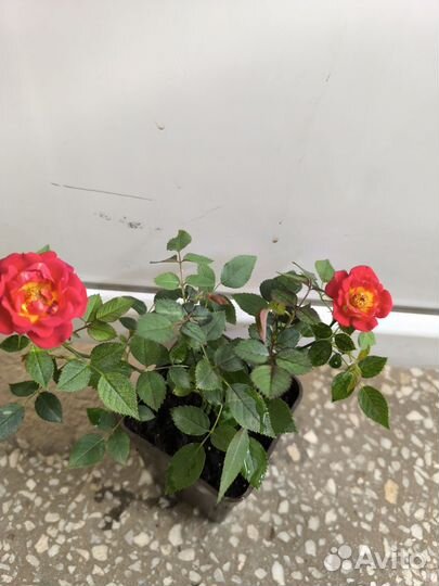 Роза комнатная