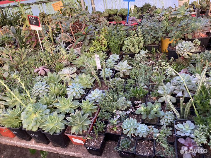 Теплица с суккулентами